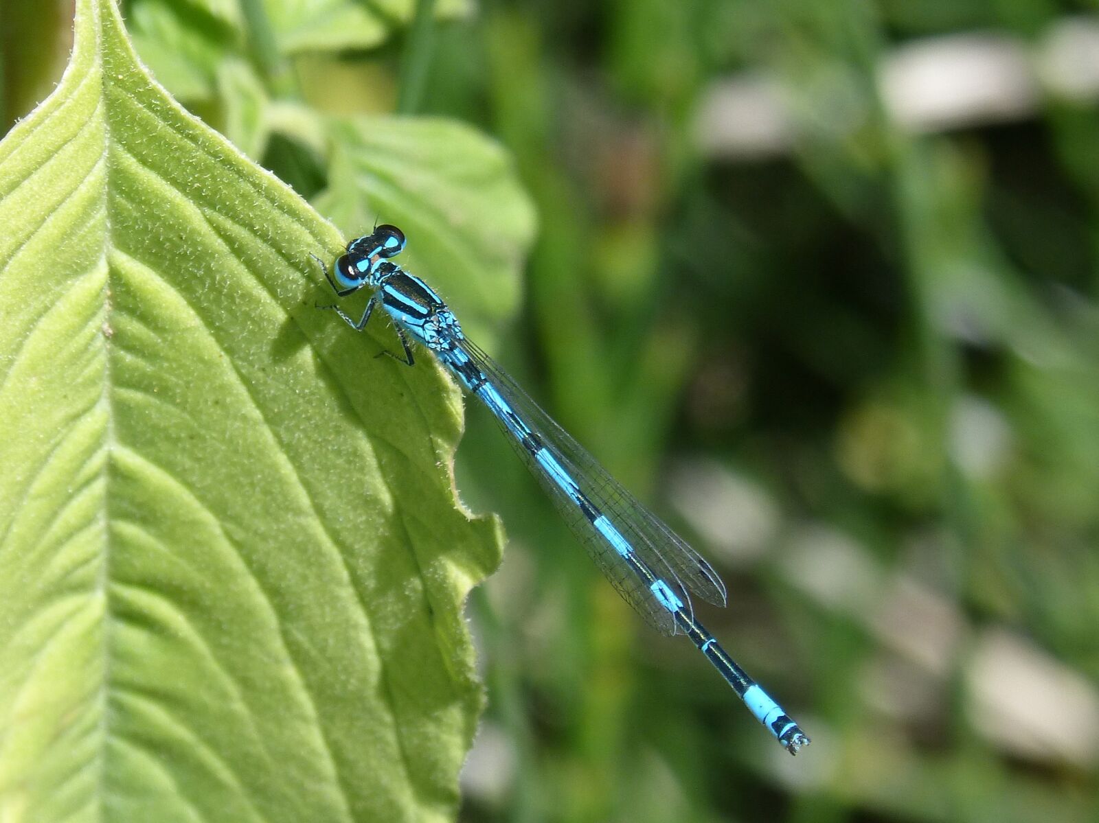 Panasonic DMC-FZ62 sample photo. Dragonfly, blue dragonfly, leaf photography