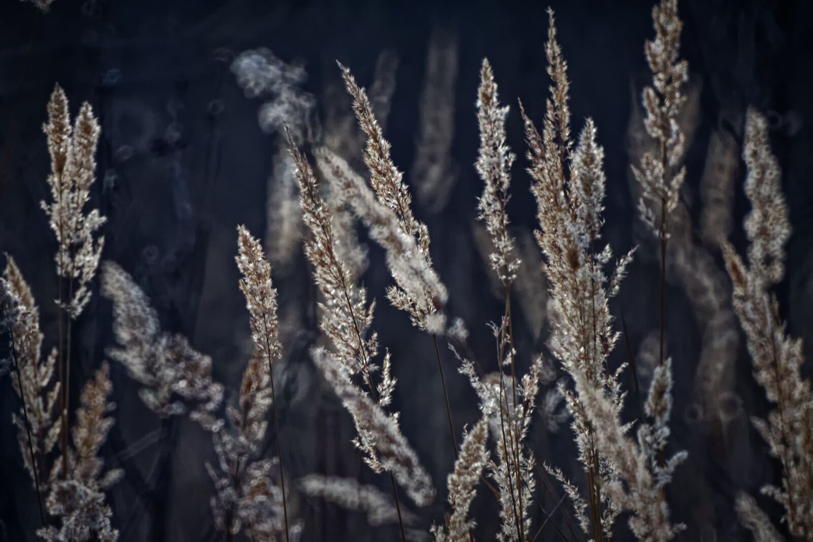 Canon EOS 500D (EOS Rebel T1i / EOS Kiss X3) sample photo. Nature, grass, macro photography
