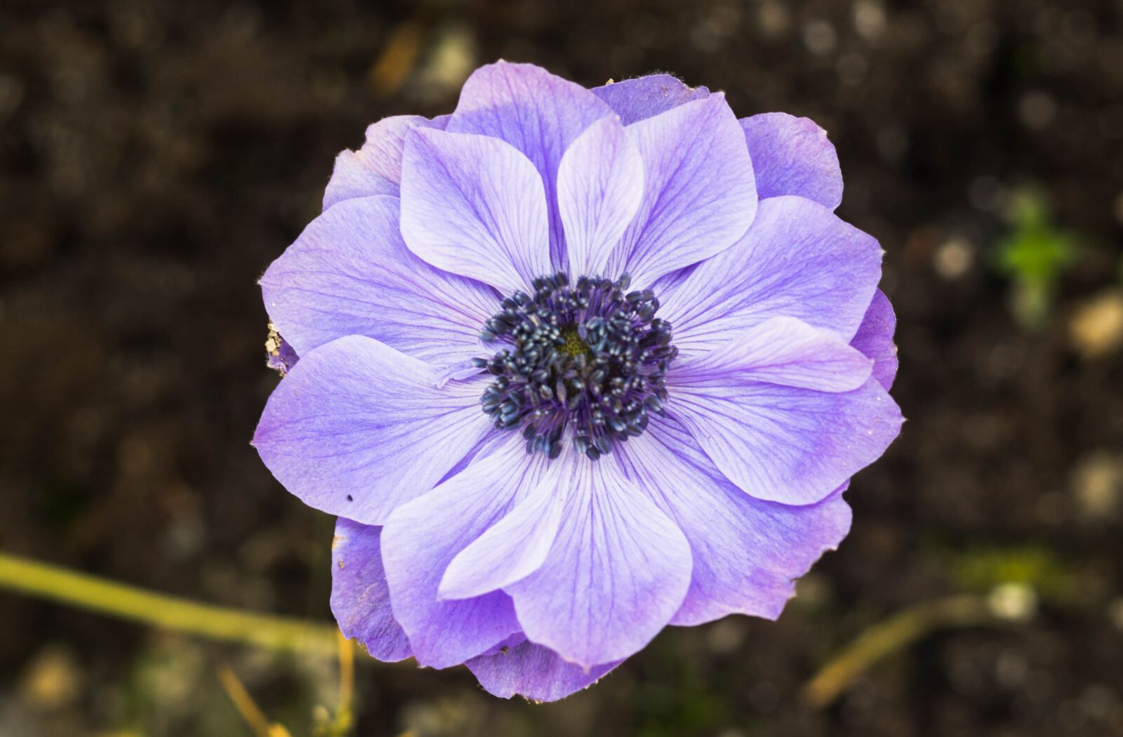 Pentax smc DA 50mm F1.8 sample photo. Flower, beautiful, blue photography