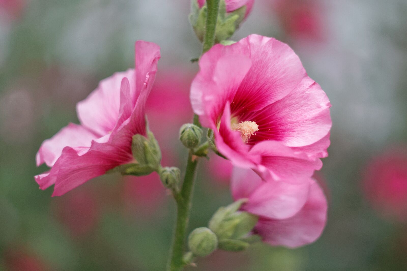 Canon EOS 1100D (EOS Rebel T3 / EOS Kiss X50) sample photo. Flower, bloom, nature photography