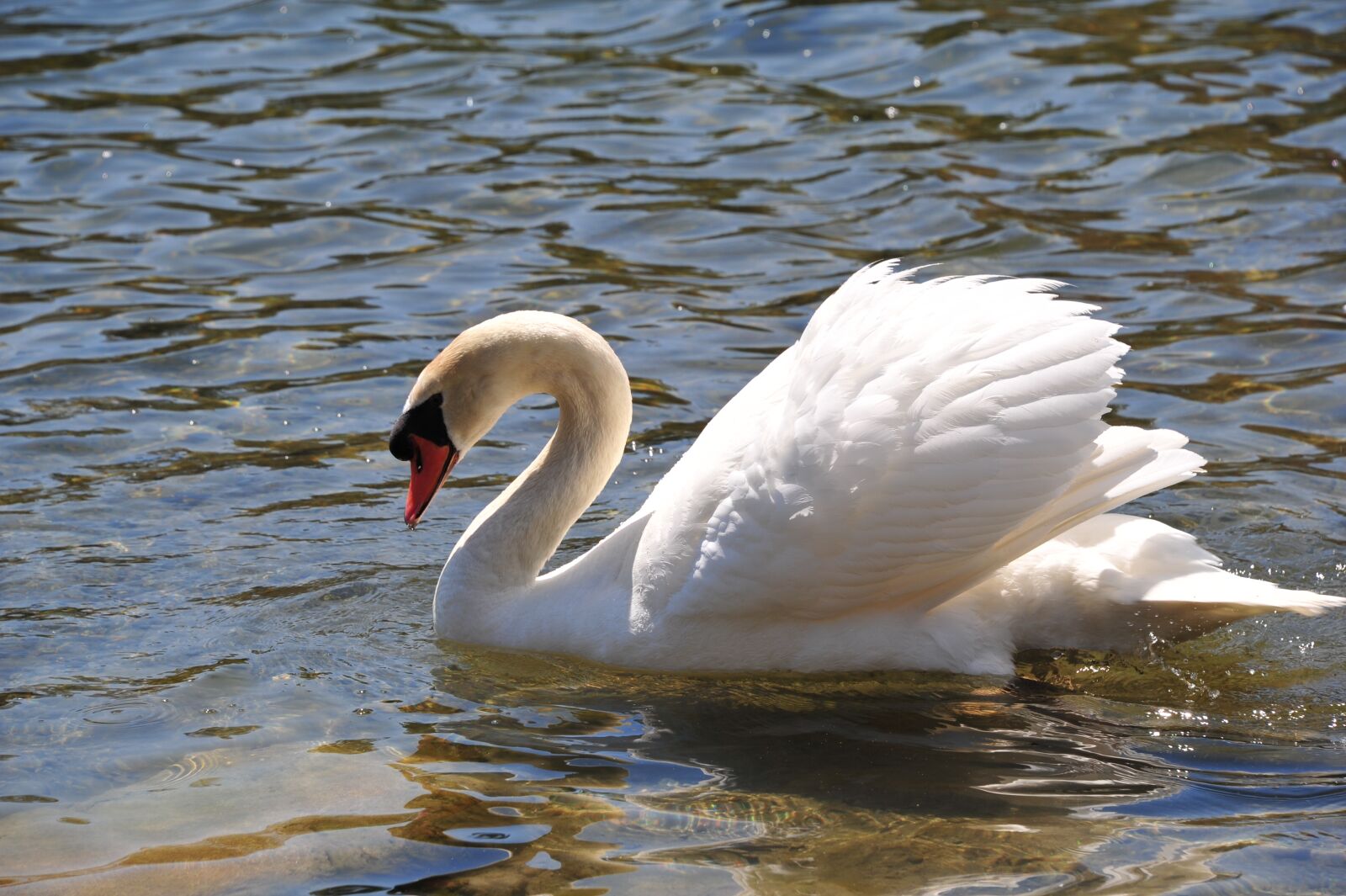 Nikon D3S sample photo. Swan, lake, nature photography