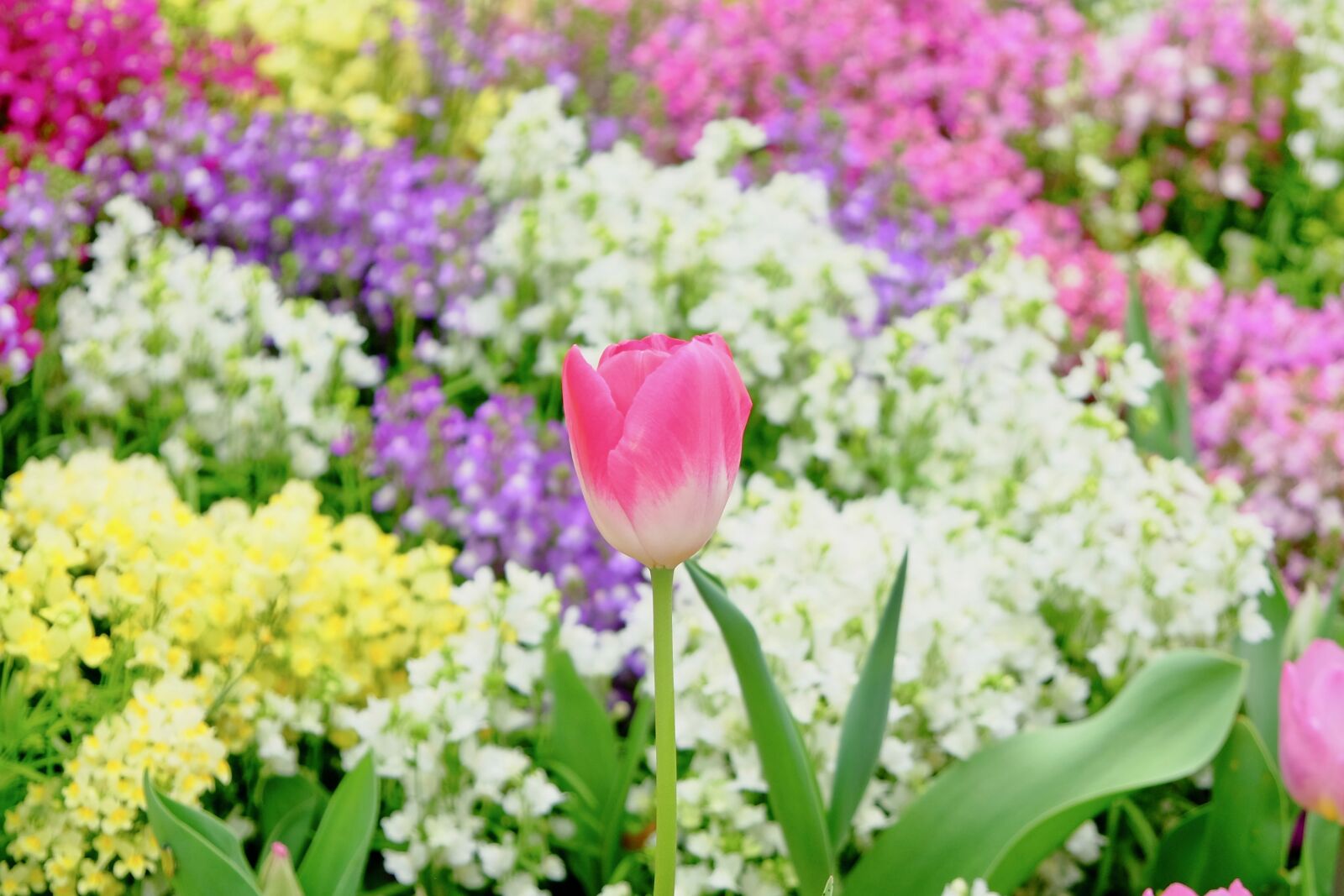 Fujifilm X-T10 sample photo. Tulip, flower bed, colorful photography