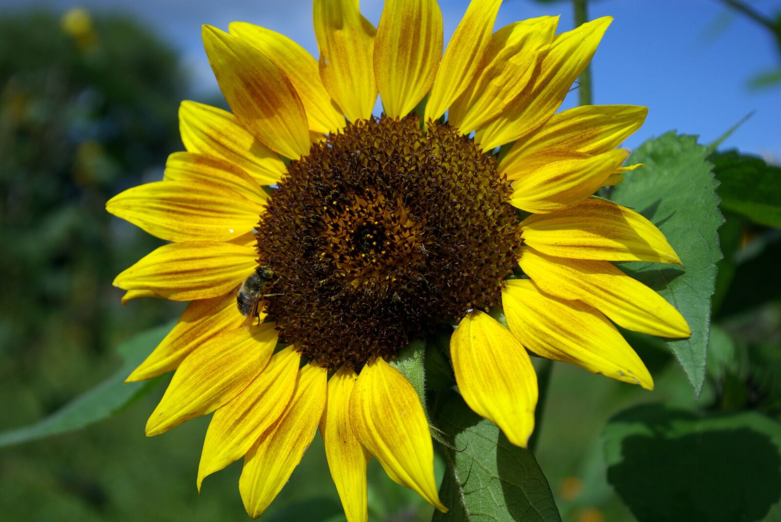 Pentax K10D sample photo. Sunflower, summer, yellow photography