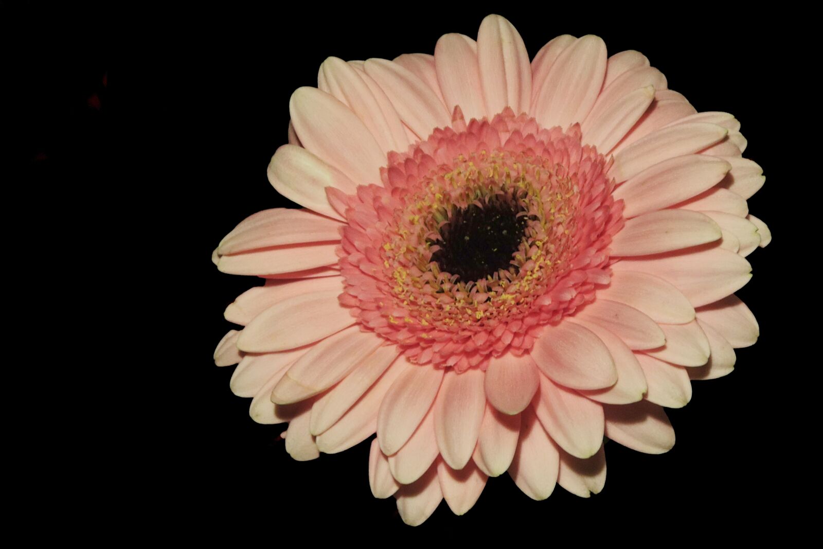 Nikon Coolpix P520 sample photo. Gerbera, blossom, bloom photography