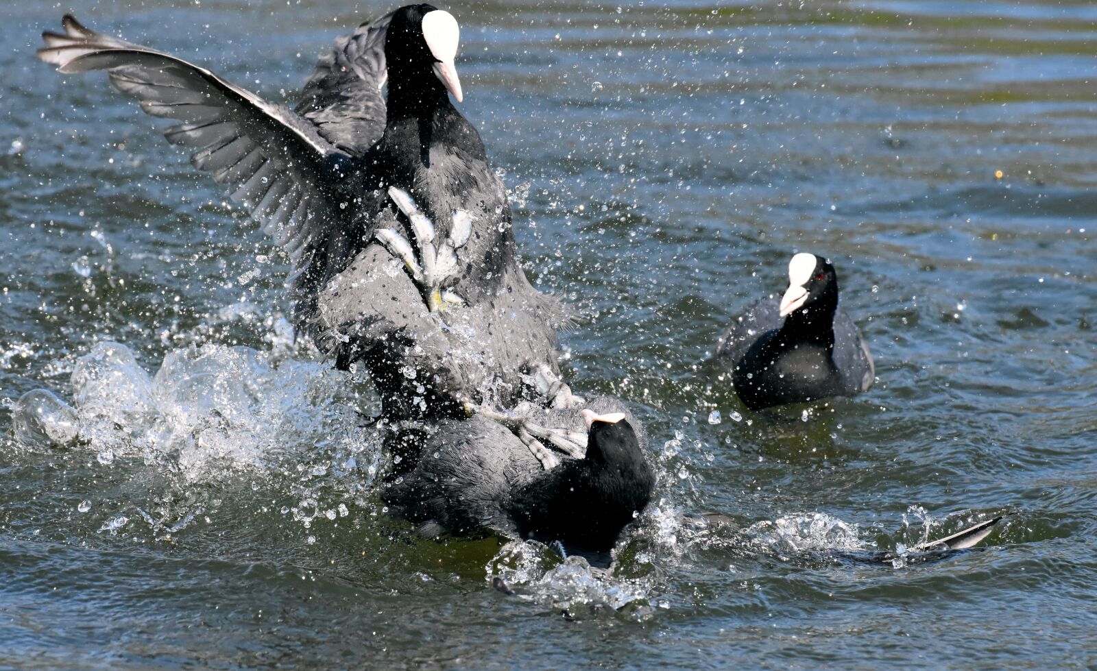 Nikon D7200 sample photo. Coots, argue, fight photography