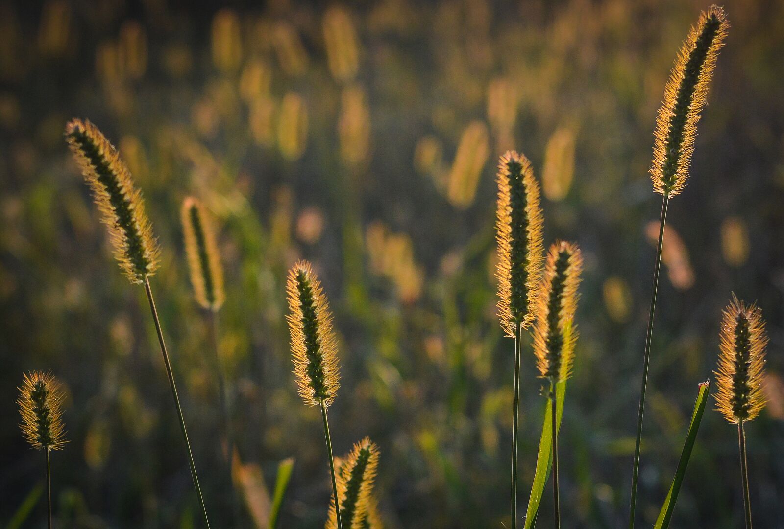 Nikon D3200 sample photo. Grass, sunset, nature photography