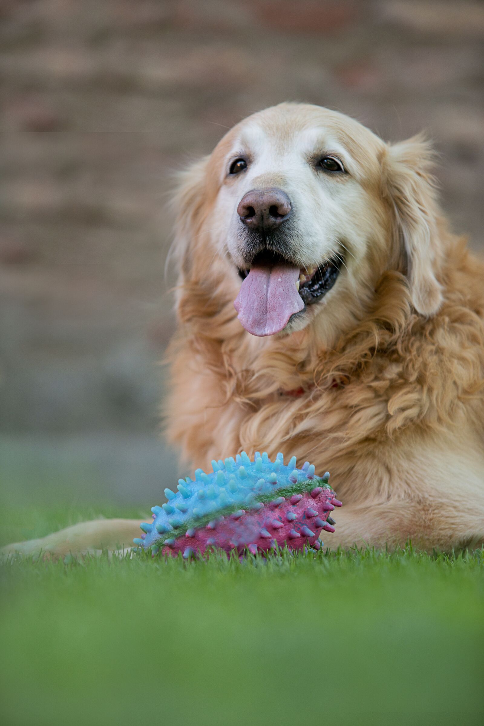 Nikon D800 sample photo. Golden retiver, dog, happy photography
