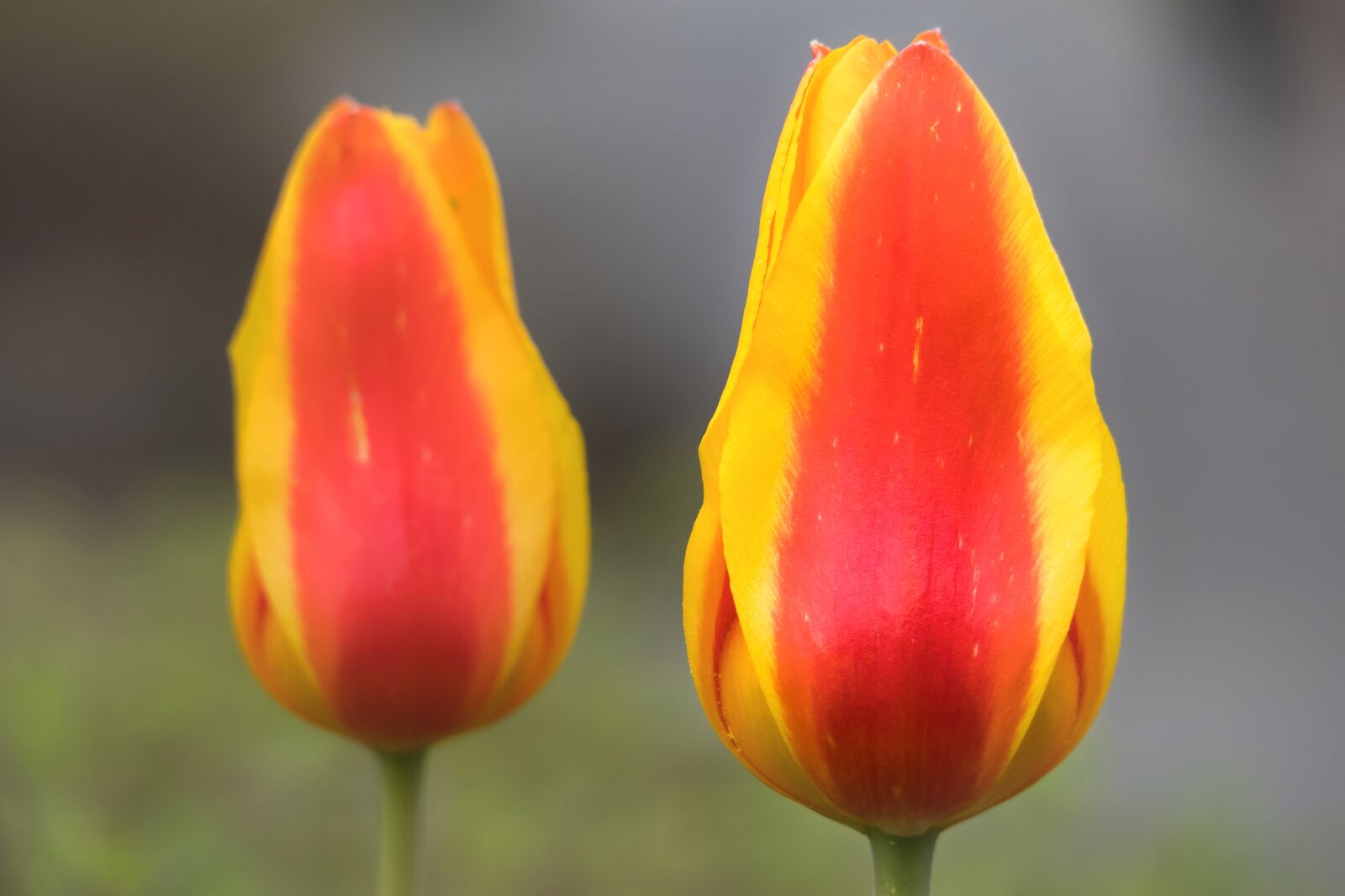 Canon PowerShot G3 X sample photo. Tulip, calyx, blossom photography