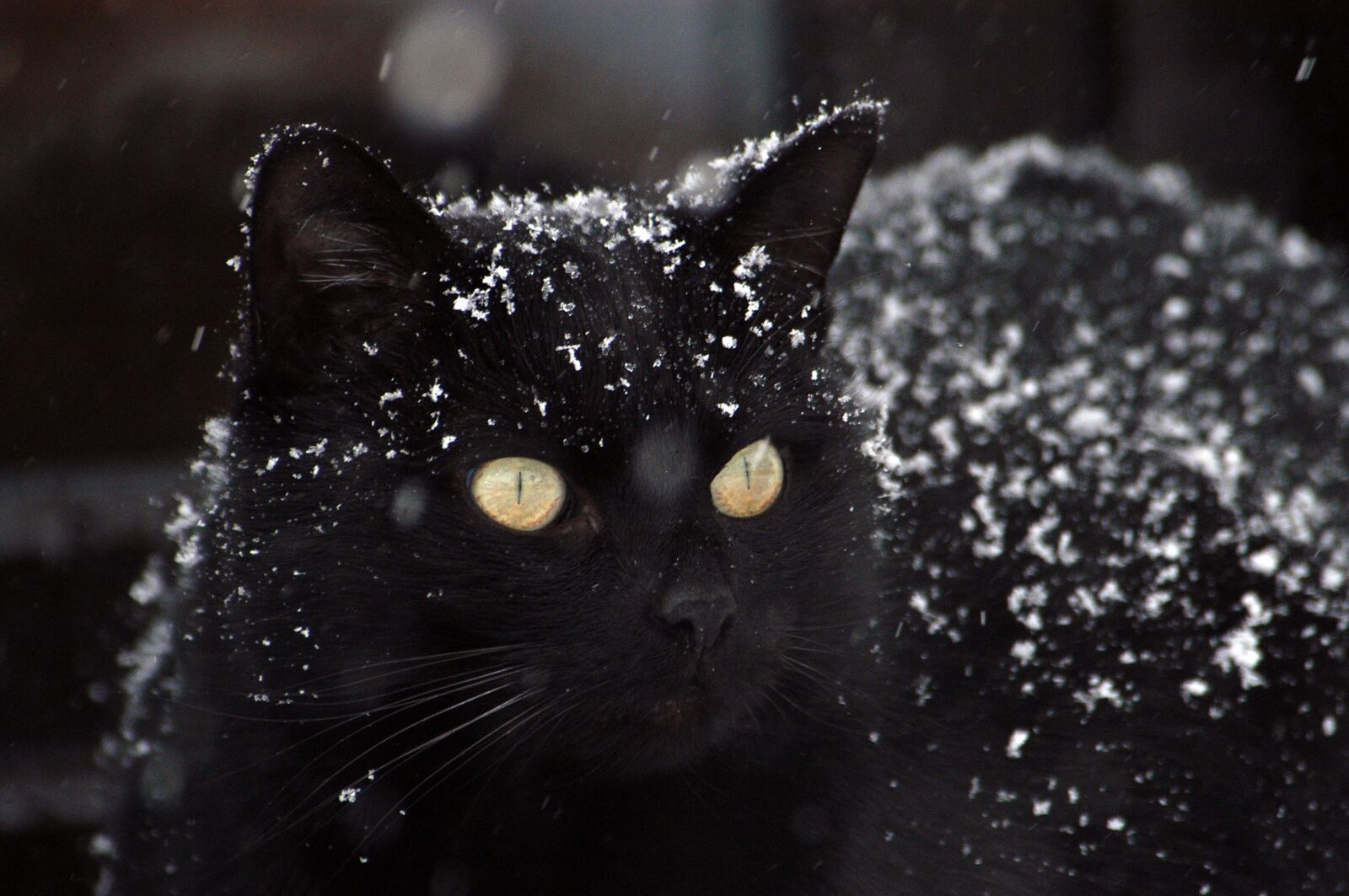 Nikon D100 sample photo. Cat, black cat, snow photography