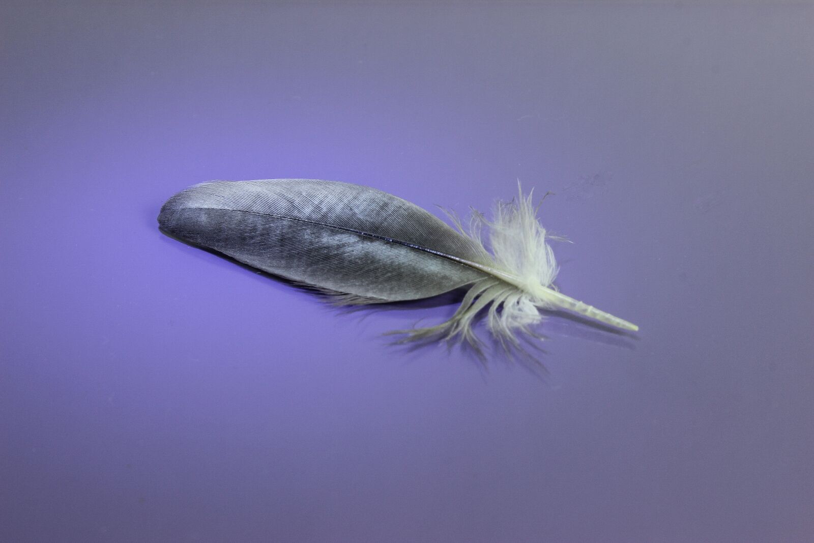Canon EOS 600D (Rebel EOS T3i / EOS Kiss X5) sample photo. Nature, feather, bird photography