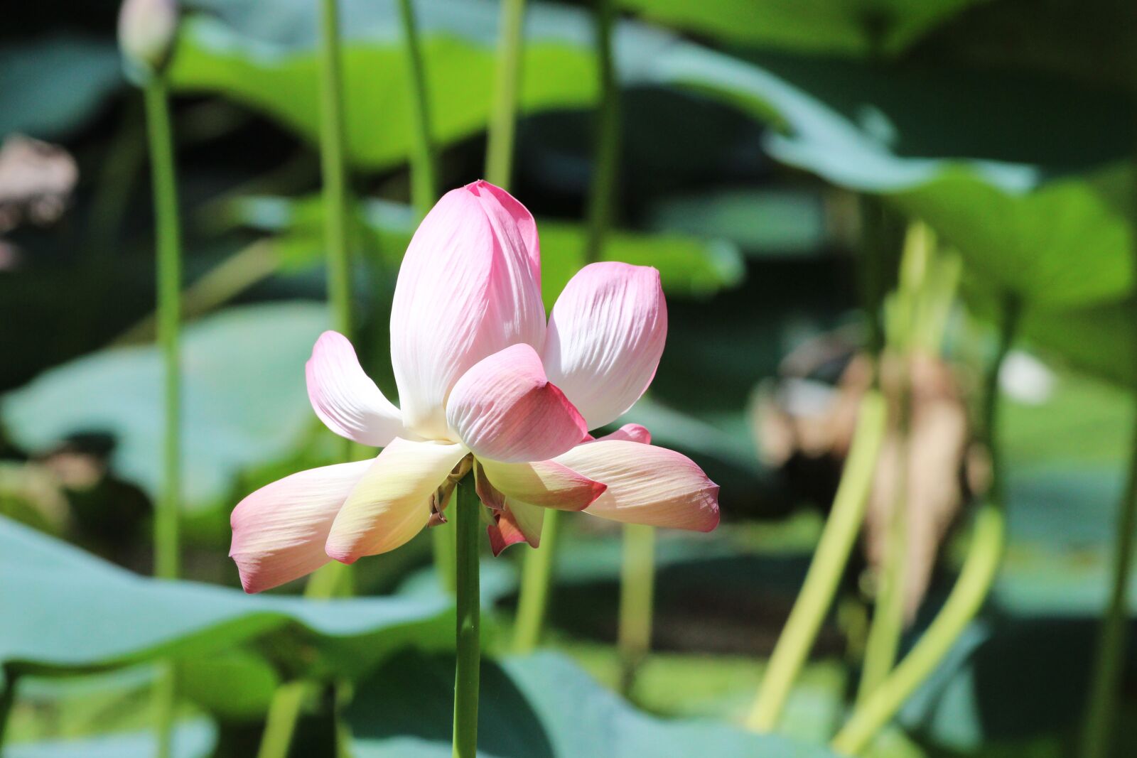 Canon EF 70-300 F4-5.6 IS II USM sample photo. Flower, lotus, stem photography