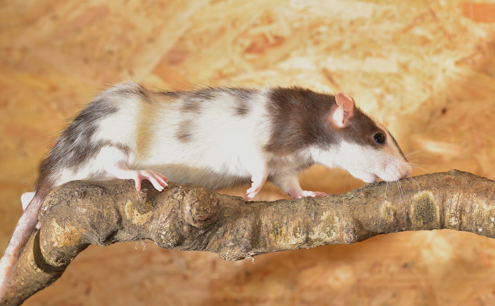 Nikon D750 sample photo. Rat, black, white photography