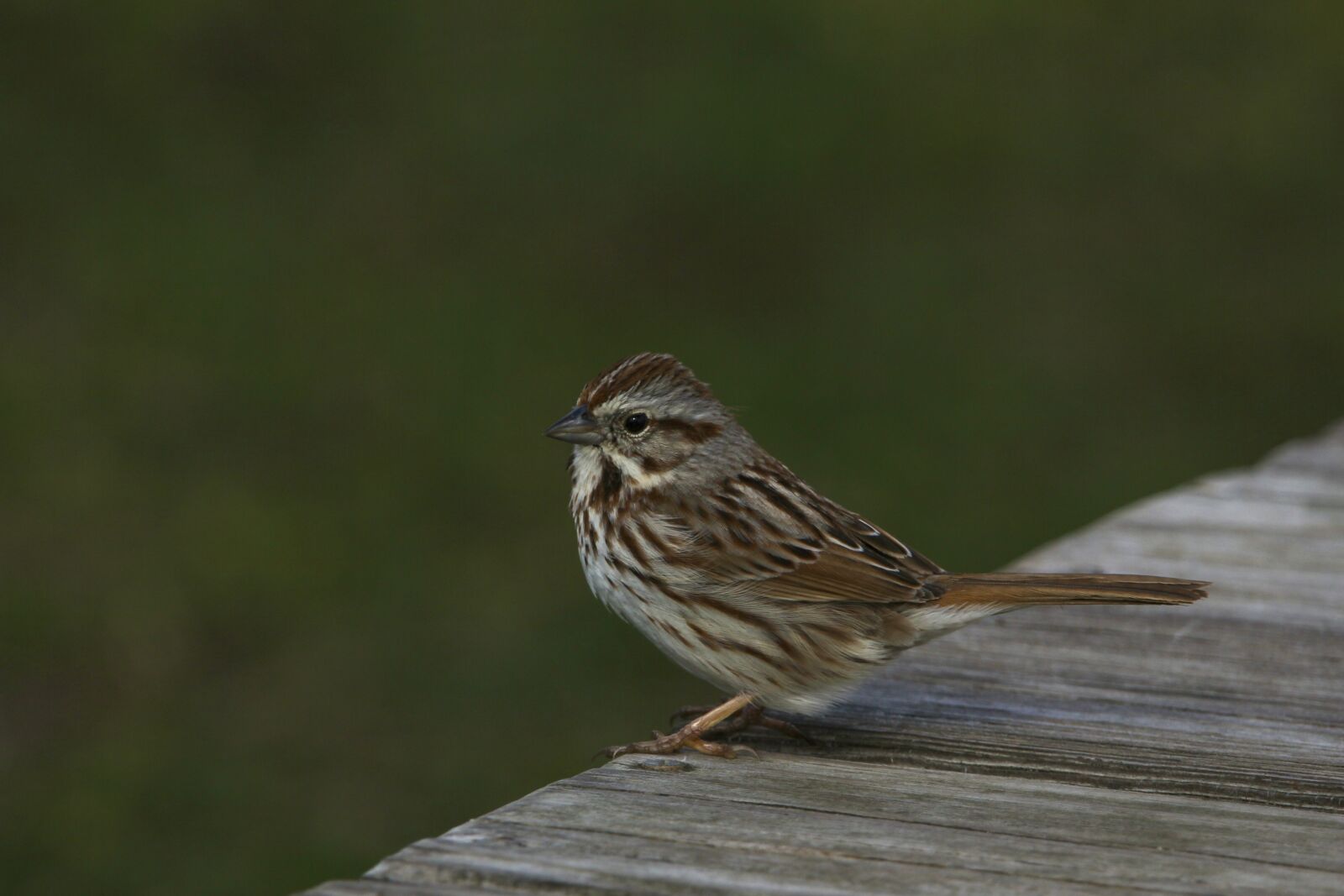 Sigma 150-600mm F5-6.3 DG OS HSM | C sample photo