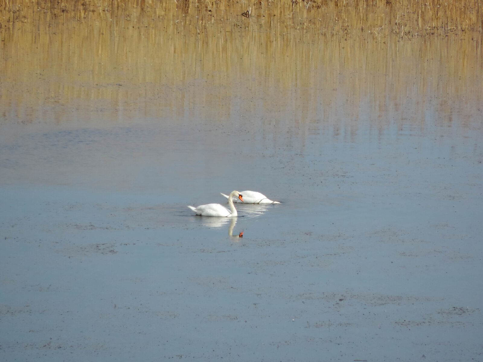 Nikon Coolpix P520 sample photo. Marshland, swan, wildlife, water photography