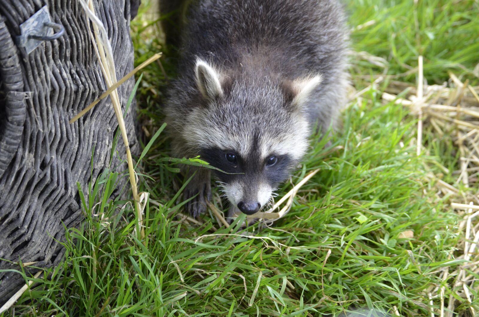 Nikon D5100 sample photo. Raccoon, face, sweet photography