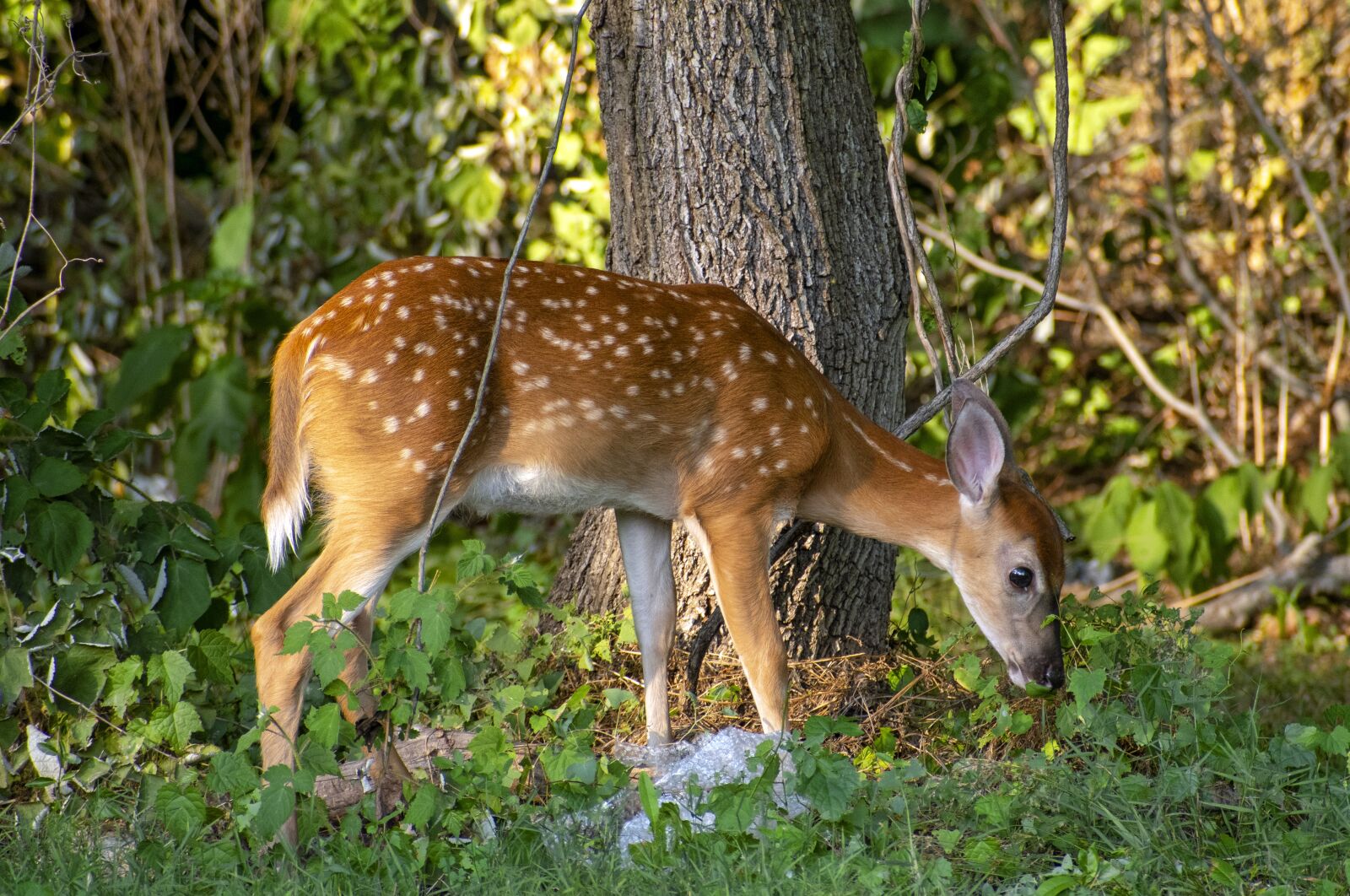 Nikon D500 sample photo. Deer, nature, wild photography