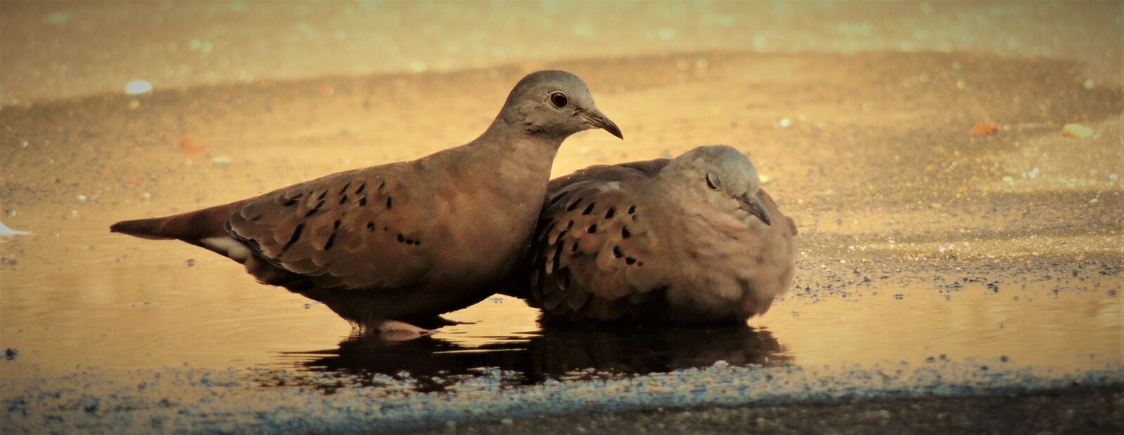 Nikon Coolpix P510 sample photo. Ruddy ground dove, weasels photography