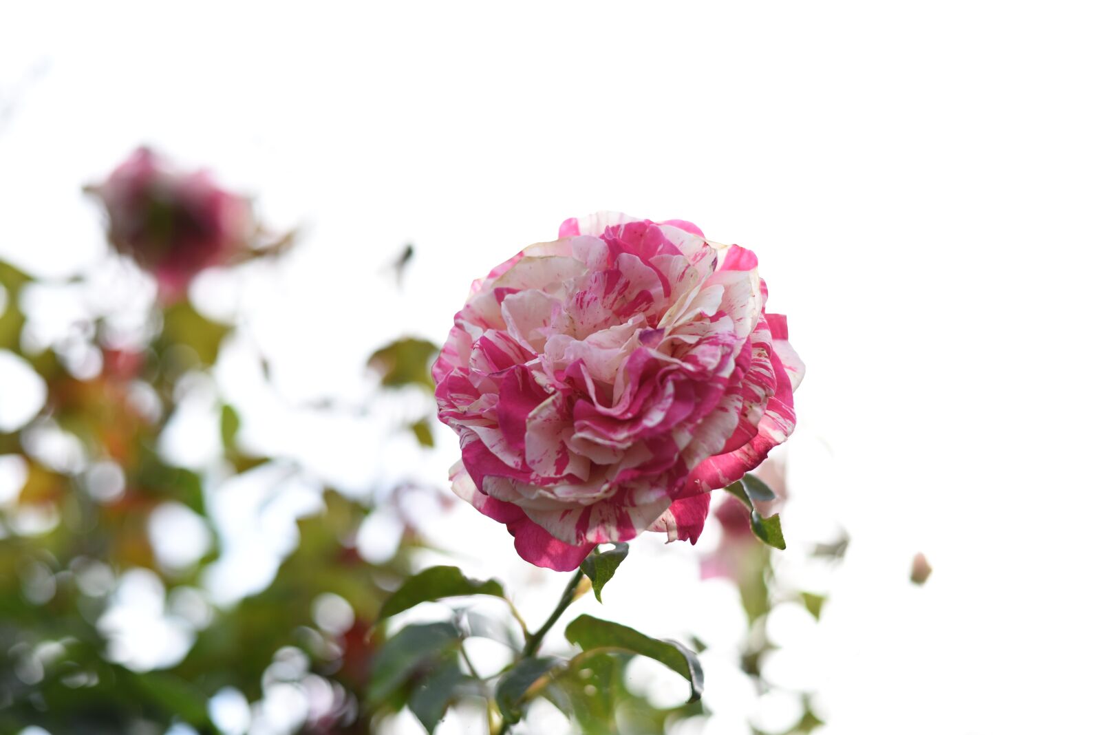 Nikon D750 sample photo. Pink, flower, romantic photography