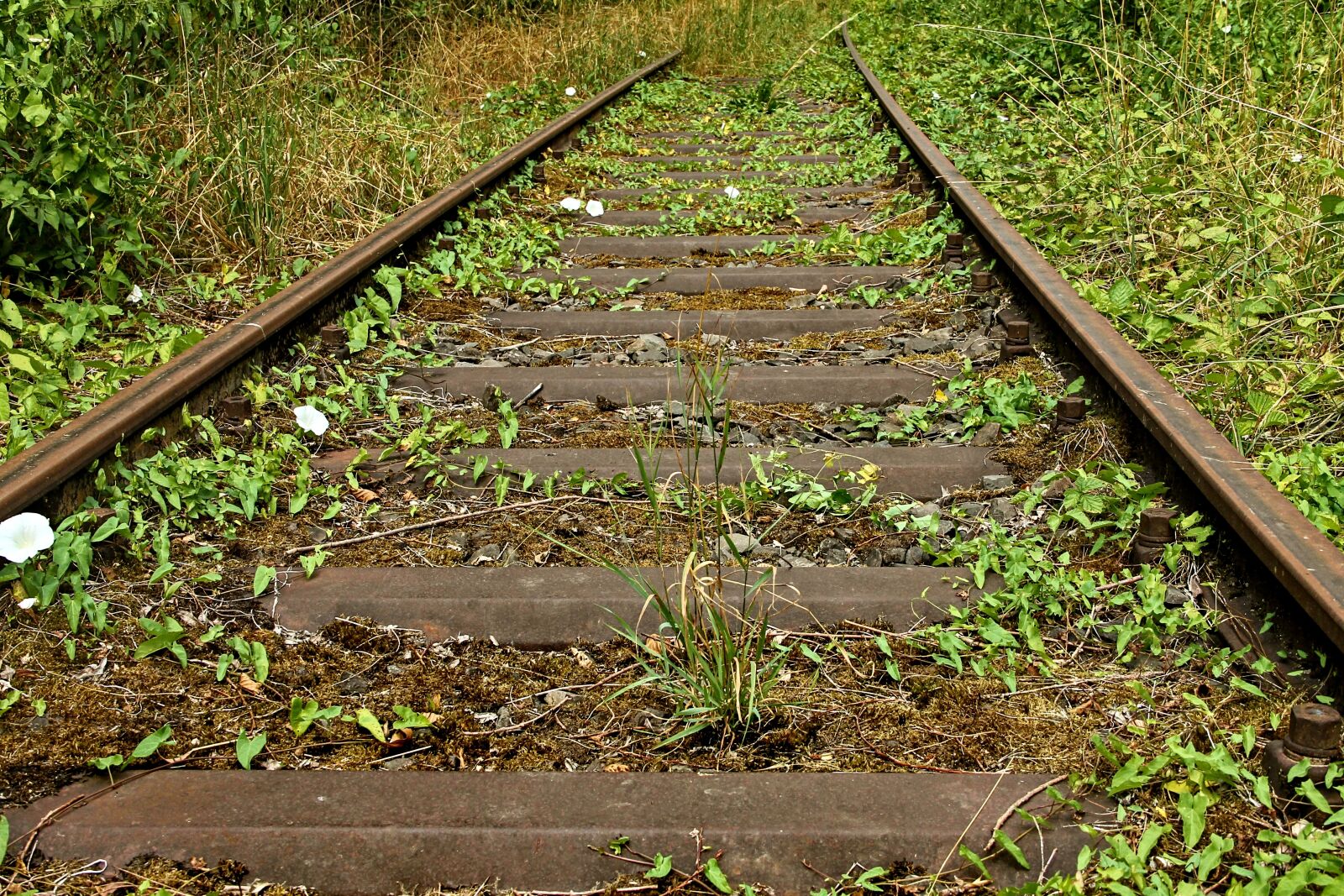 Canon EOS 1100D (EOS Rebel T3 / EOS Kiss X50) + Canon EF-S 18-135mm F3.5-5.6 IS sample photo. Rails, railroad tracks, rail photography