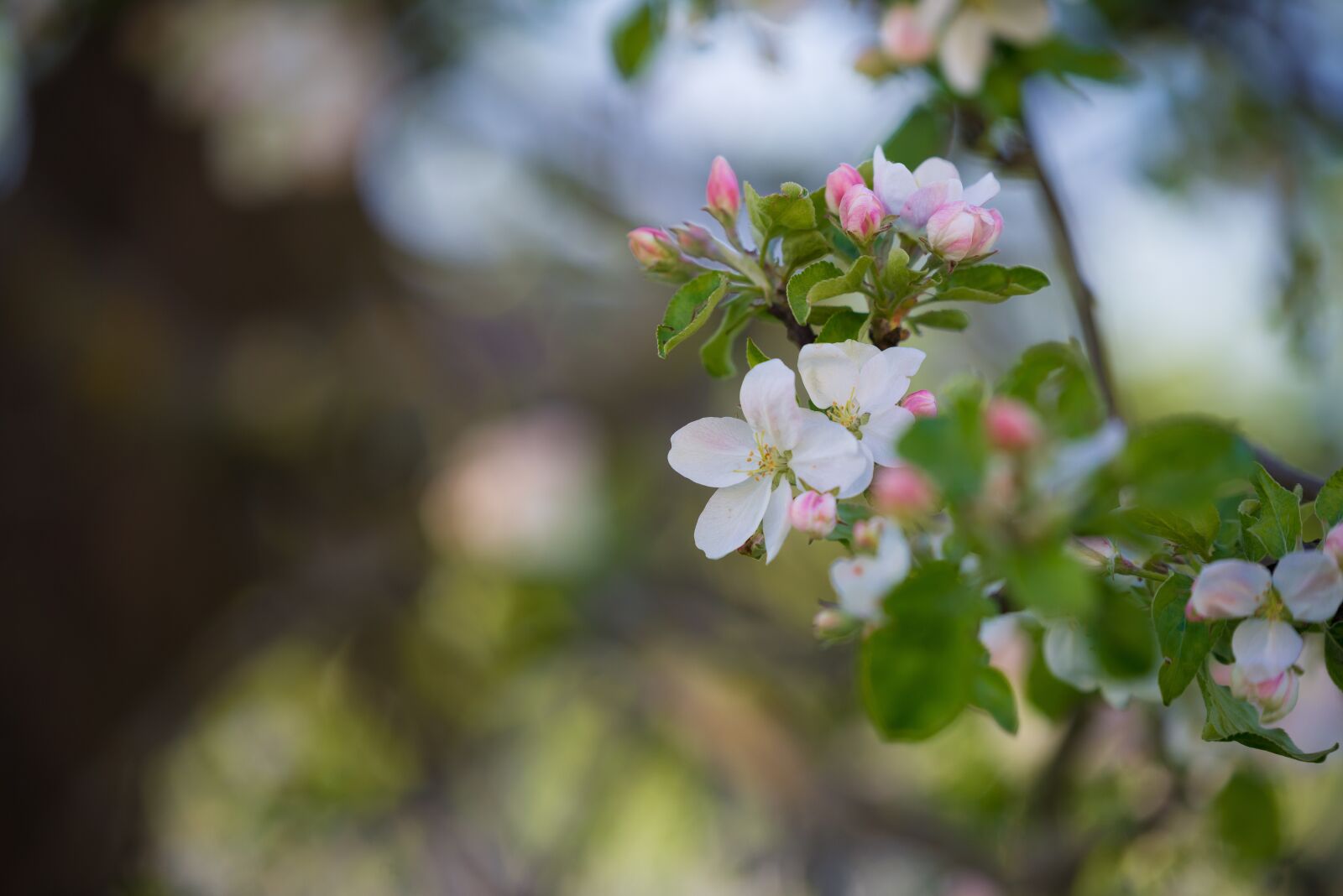 Nikon D610 sample photo. Spring, apple tree, bloom photography