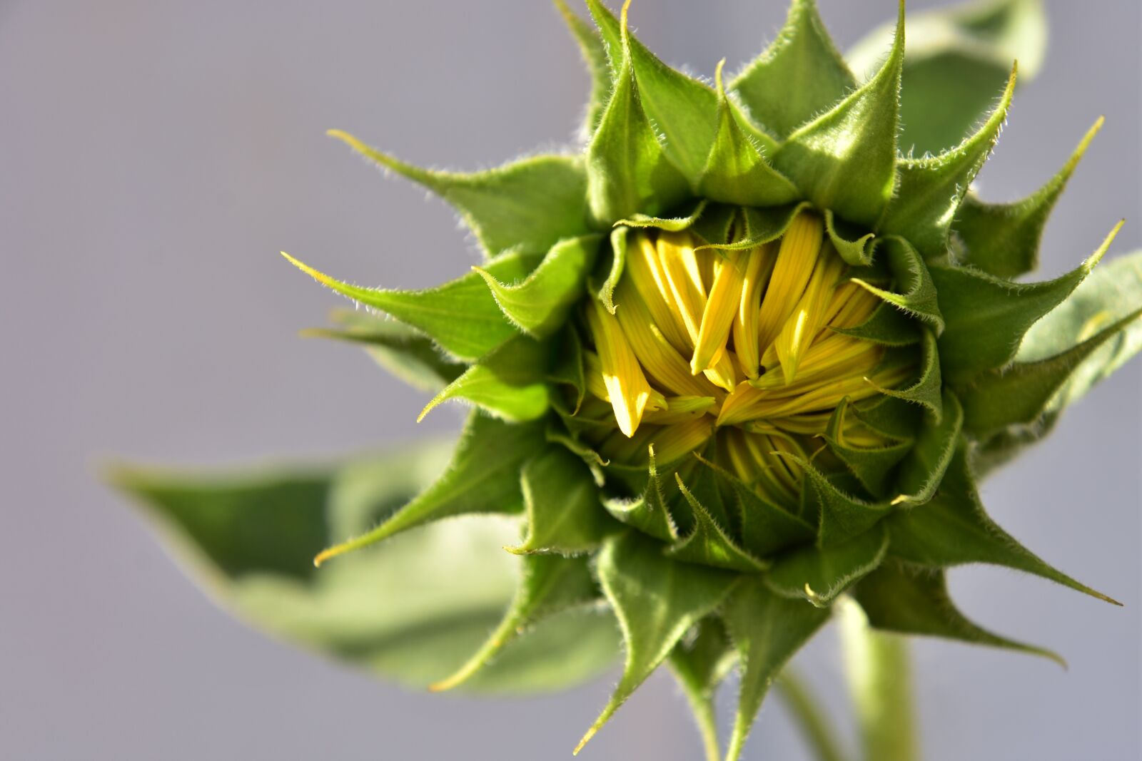 Nikon D3400 sample photo. Sunflower, summer time, nature photography