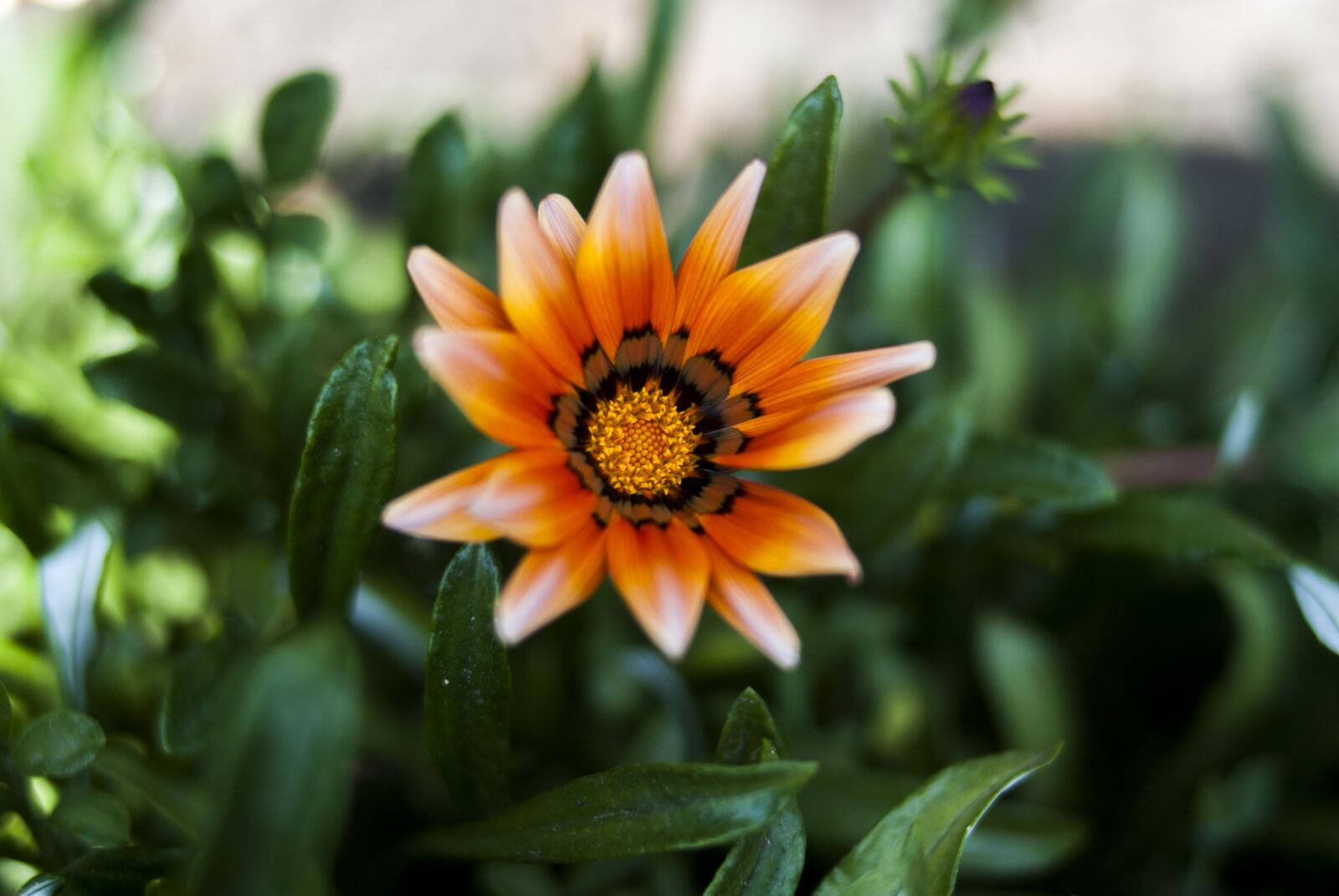 Nikon D60 sample photo. Plant, nature, garden photography