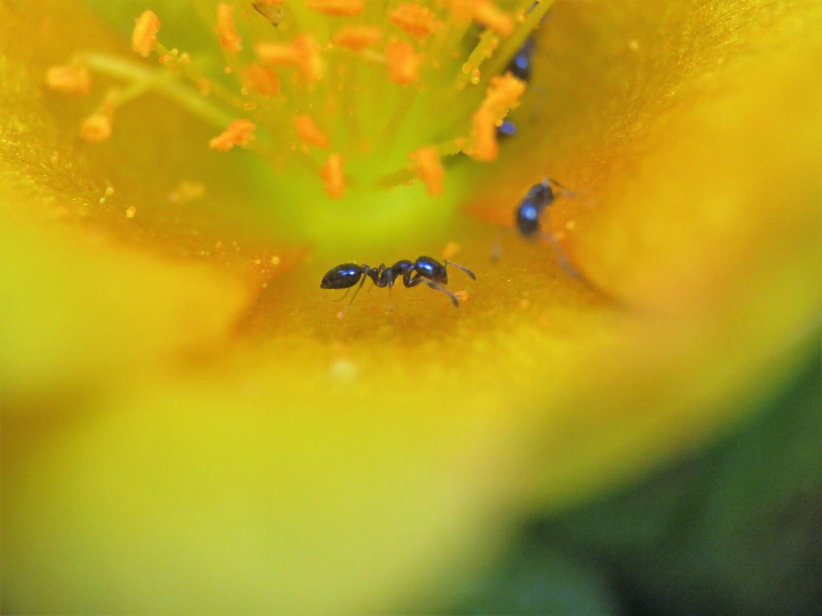 Canon PowerShot SX60 HS sample photo. Insect, ant, tiny photography