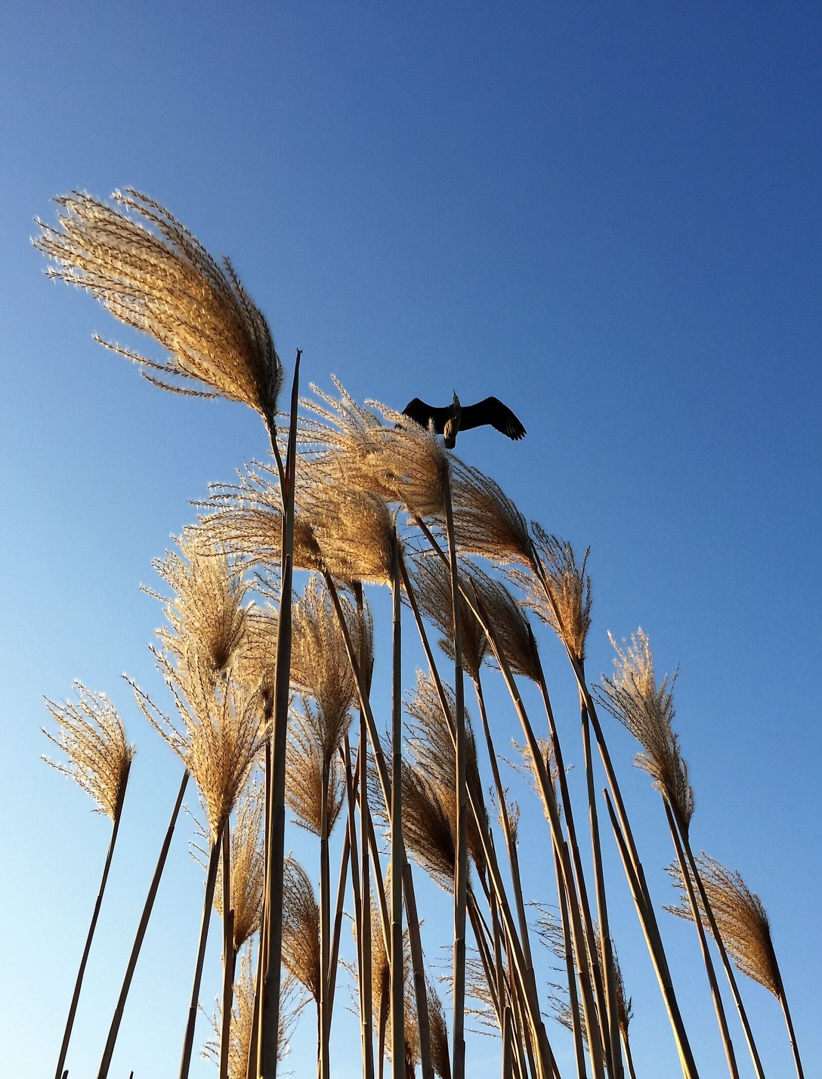 Apple iPhone 6 sample photo. Heron, reed, sky photography