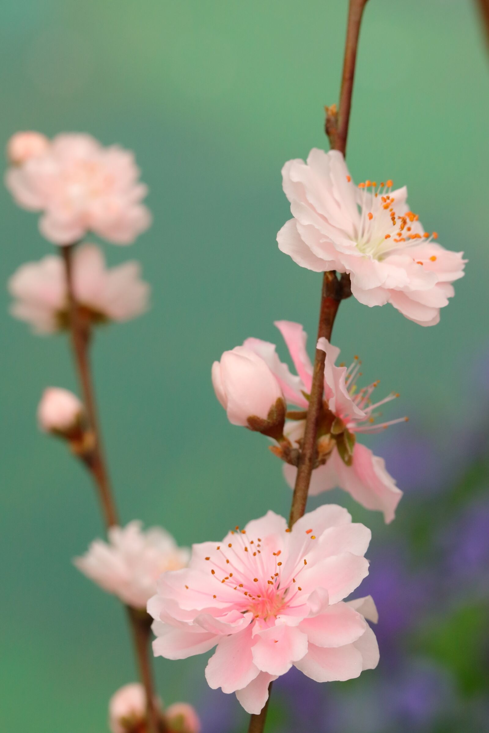 Canon EOS 5DS R + Canon EF 100mm F2.8L Macro IS USM sample photo. Flower, flora, nature photography