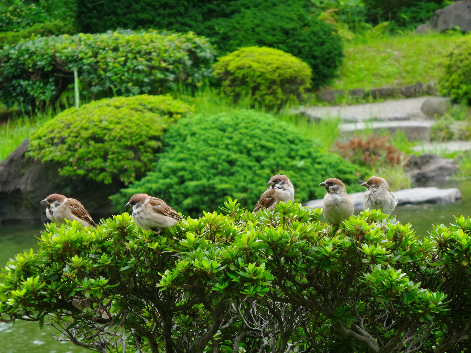 Samsung Galaxy K Zoom sample photo. Sparrows, birds, green photography