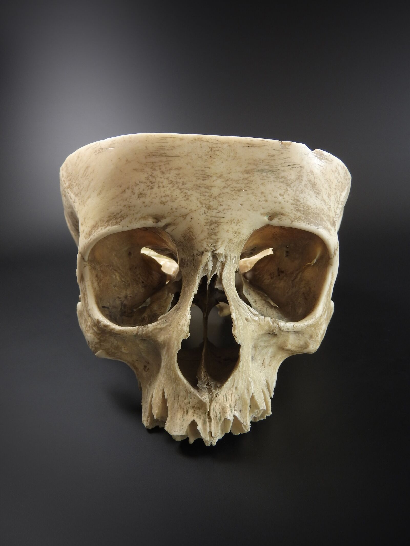 Nikon Coolpix P610 sample photo. Skull, human skull, exhibit photography