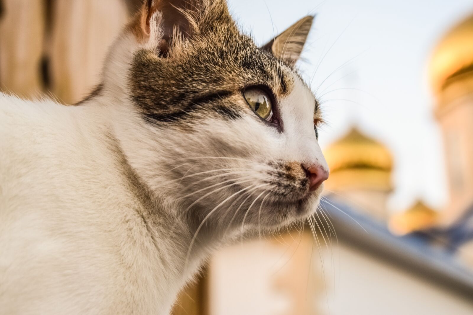 Nikon D3300 sample photo. Cat, stray, young photography