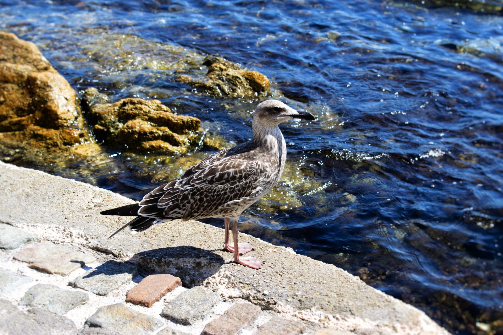 Nikon D3300 sample photo. Seagull, water, stones photography