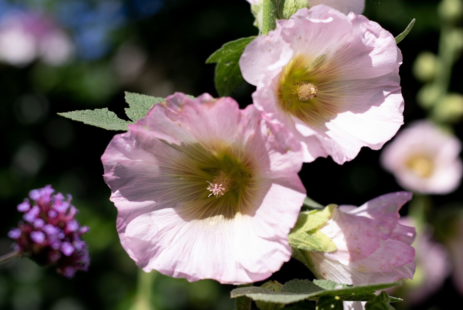 Canon EF 50mm F1.8 STM sample photo. Alcea, hollyhock, rose photography