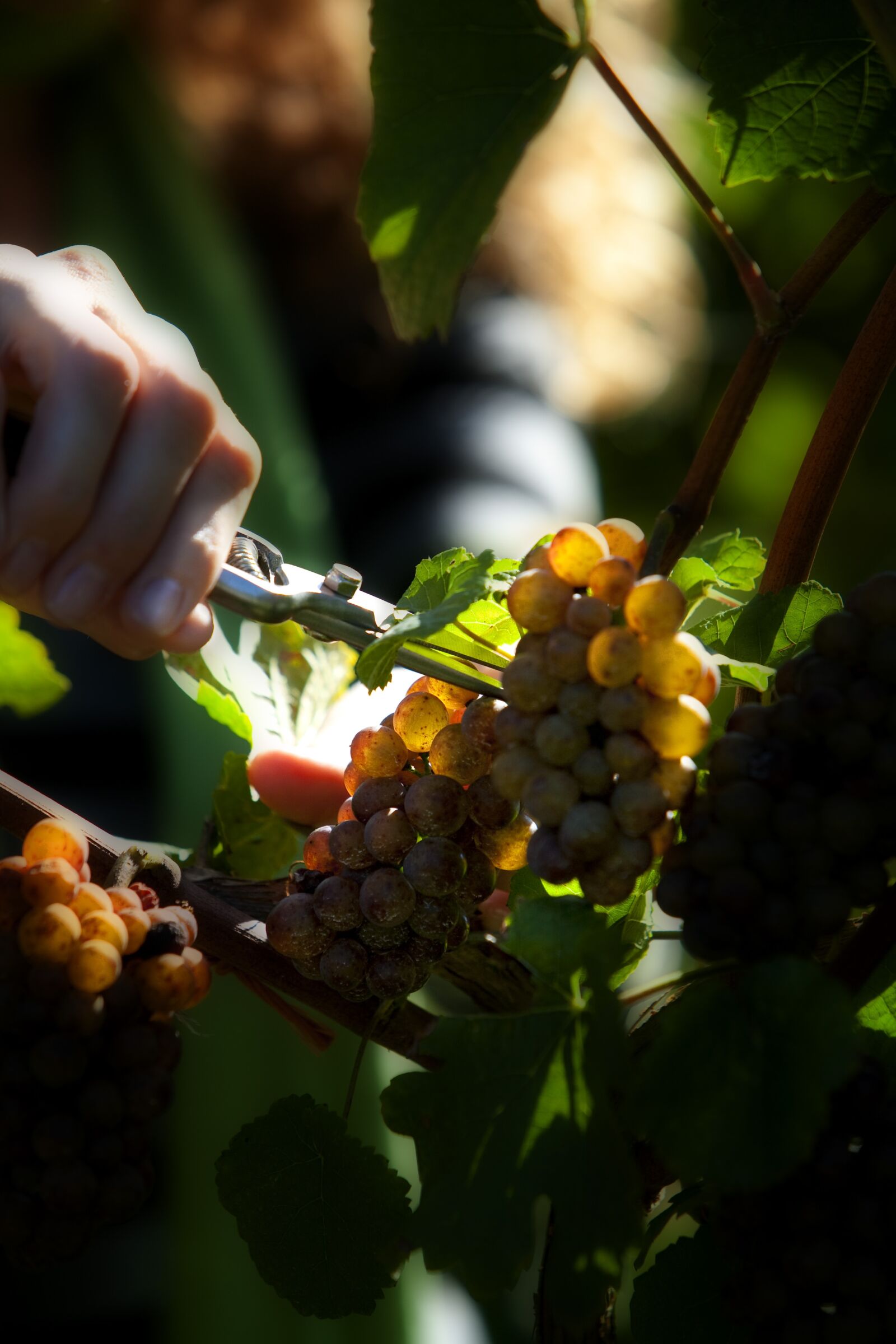 Canon EOS 5D sample photo. Vineyard, grapes, agriculture photography