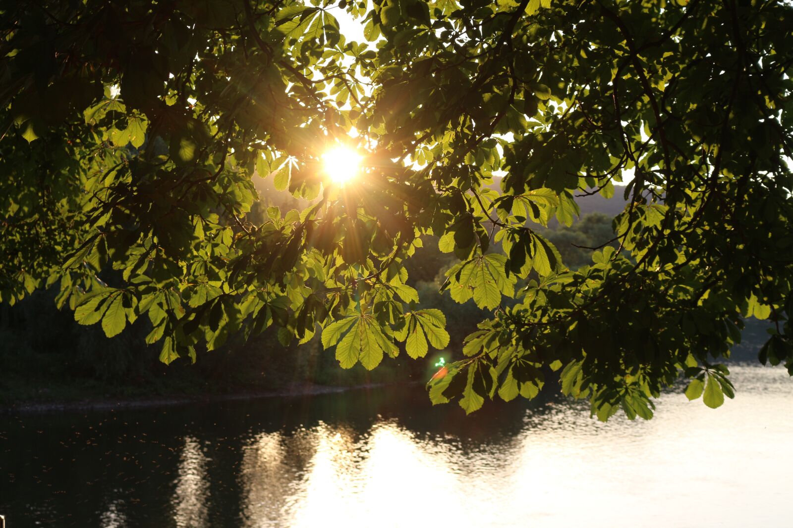 Canon EOS 700D (EOS Rebel T5i / EOS Kiss X7i) sample photo. Chestnut, tree, leaves photography