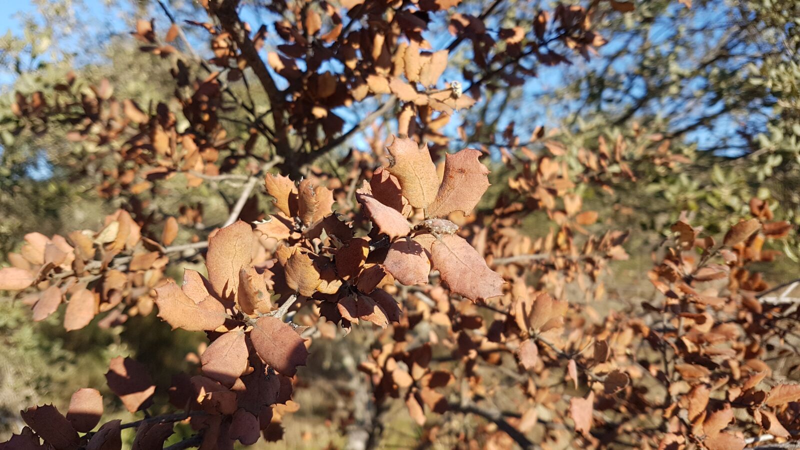 Samsung Galaxy S7 Edge sample photo. Otoño, autumn, nature photography