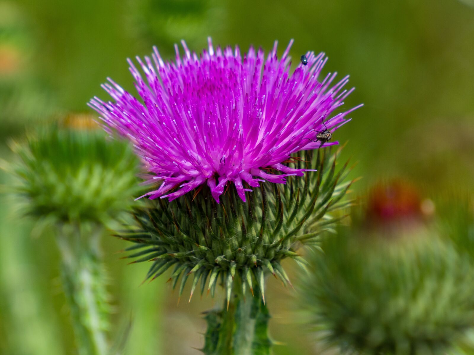 Olympus M.Zuiko Digital ED 12-200mm F3.5-6.3 sample photo. Flower, thistle, alignment photography