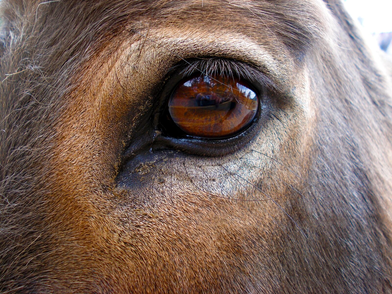 Sony DSC-W30 sample photo. Horse eye, horse, donkey photography