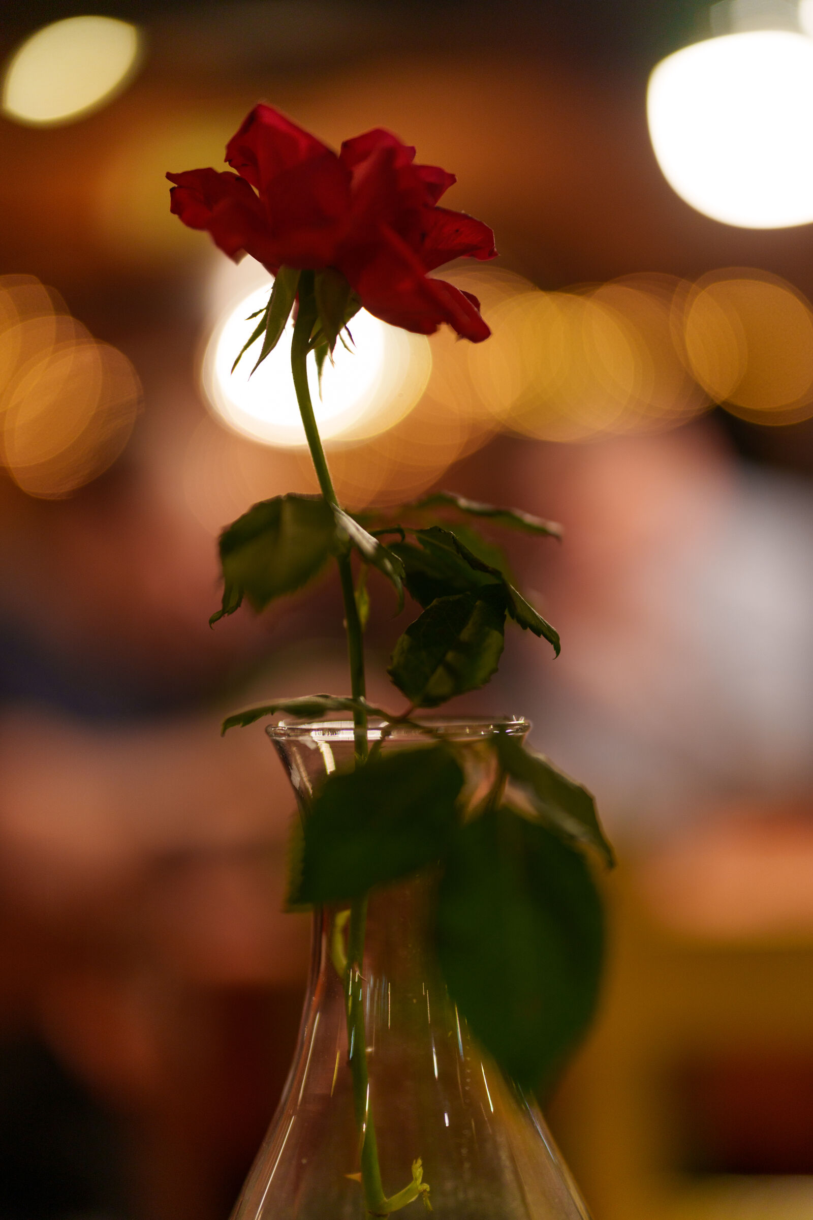 Sony a7R V sample photo. Flower bokeh photography