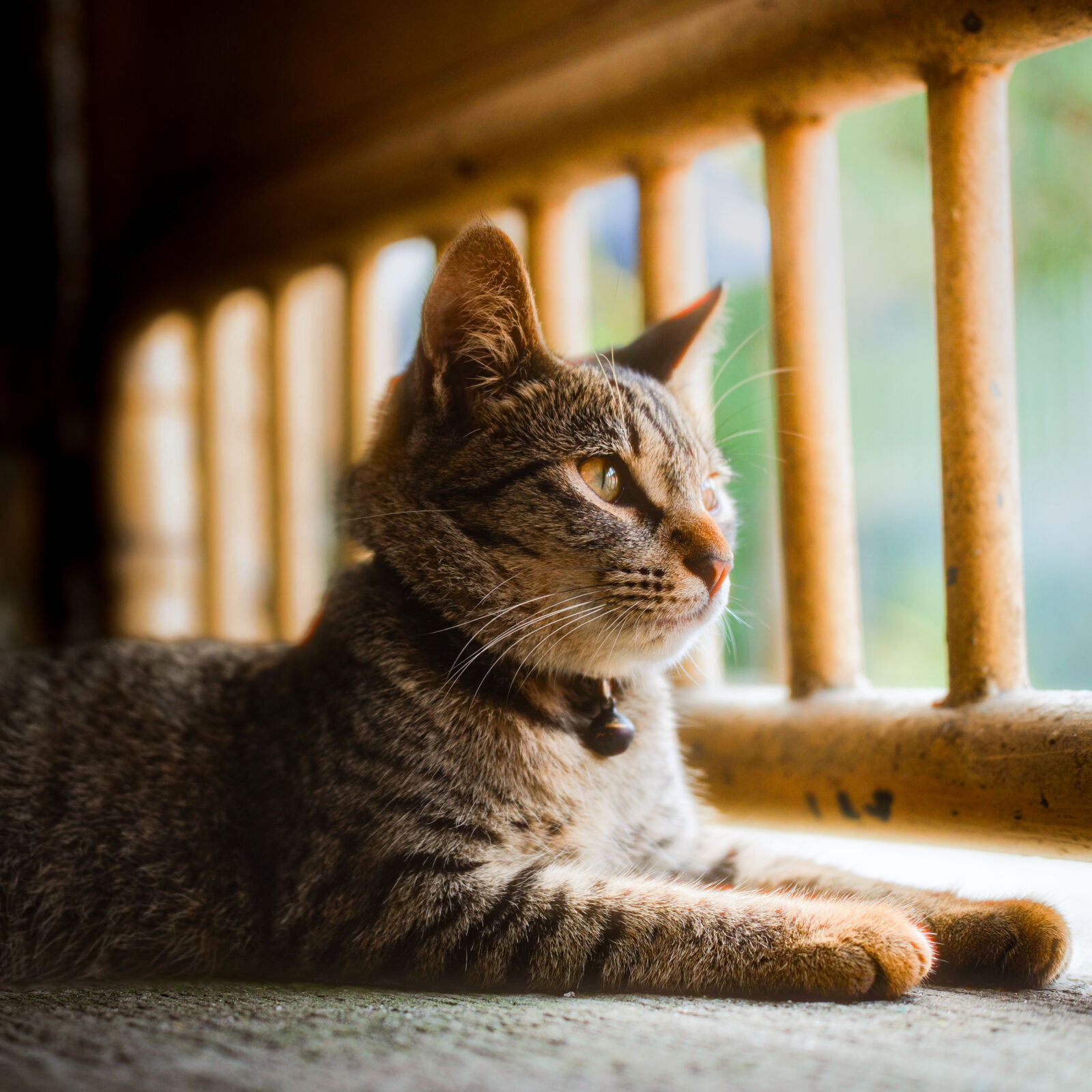 Sony ZV-E10 sample photo. Tabby cat photography