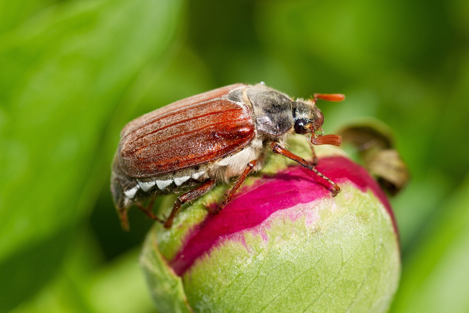 Canon EOS 7D + Canon EF 100mm F2.8L Macro IS USM sample photo. Spring, maikäfer, insect photography