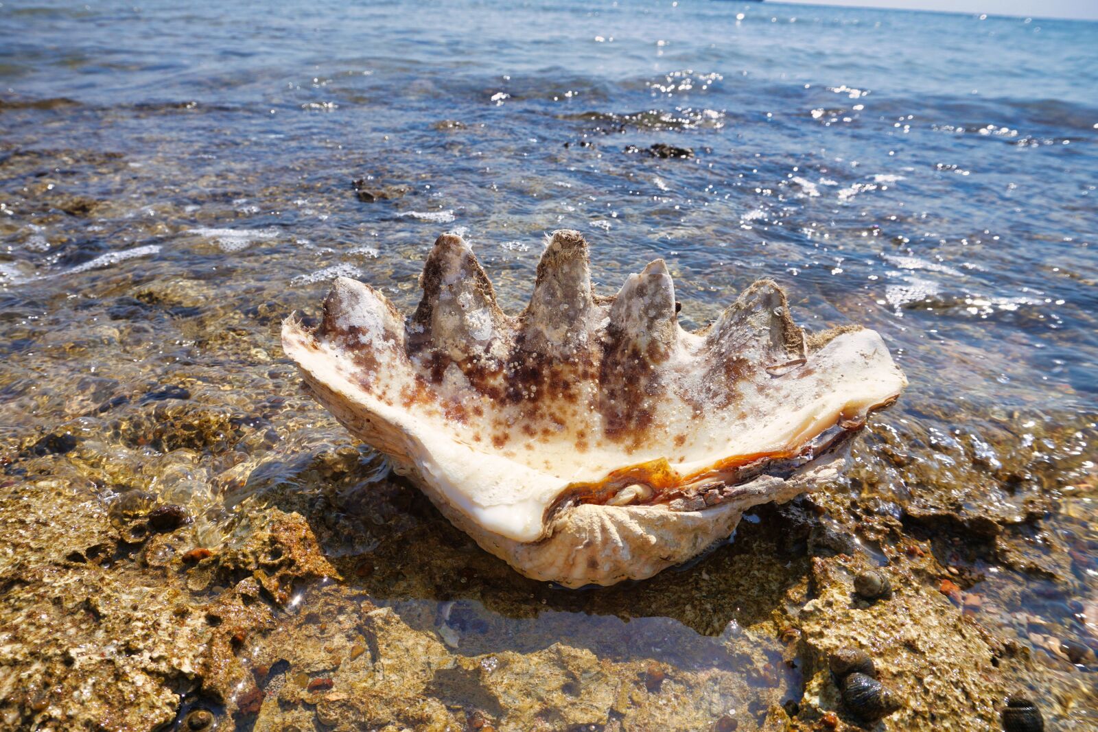 Sony E 16-50mm F3.5-5.6 PZ OSS sample photo. Shell, beach, sea photography
