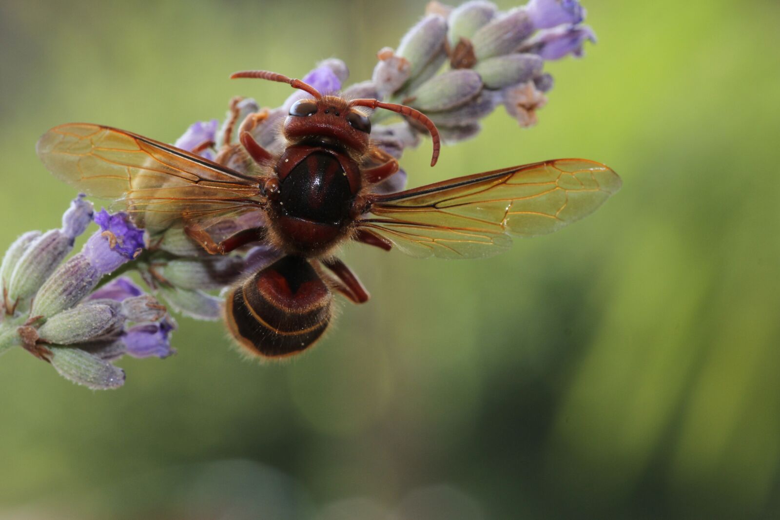 Canon EOS 7D sample photo. Hornet, wasp, insect photography
