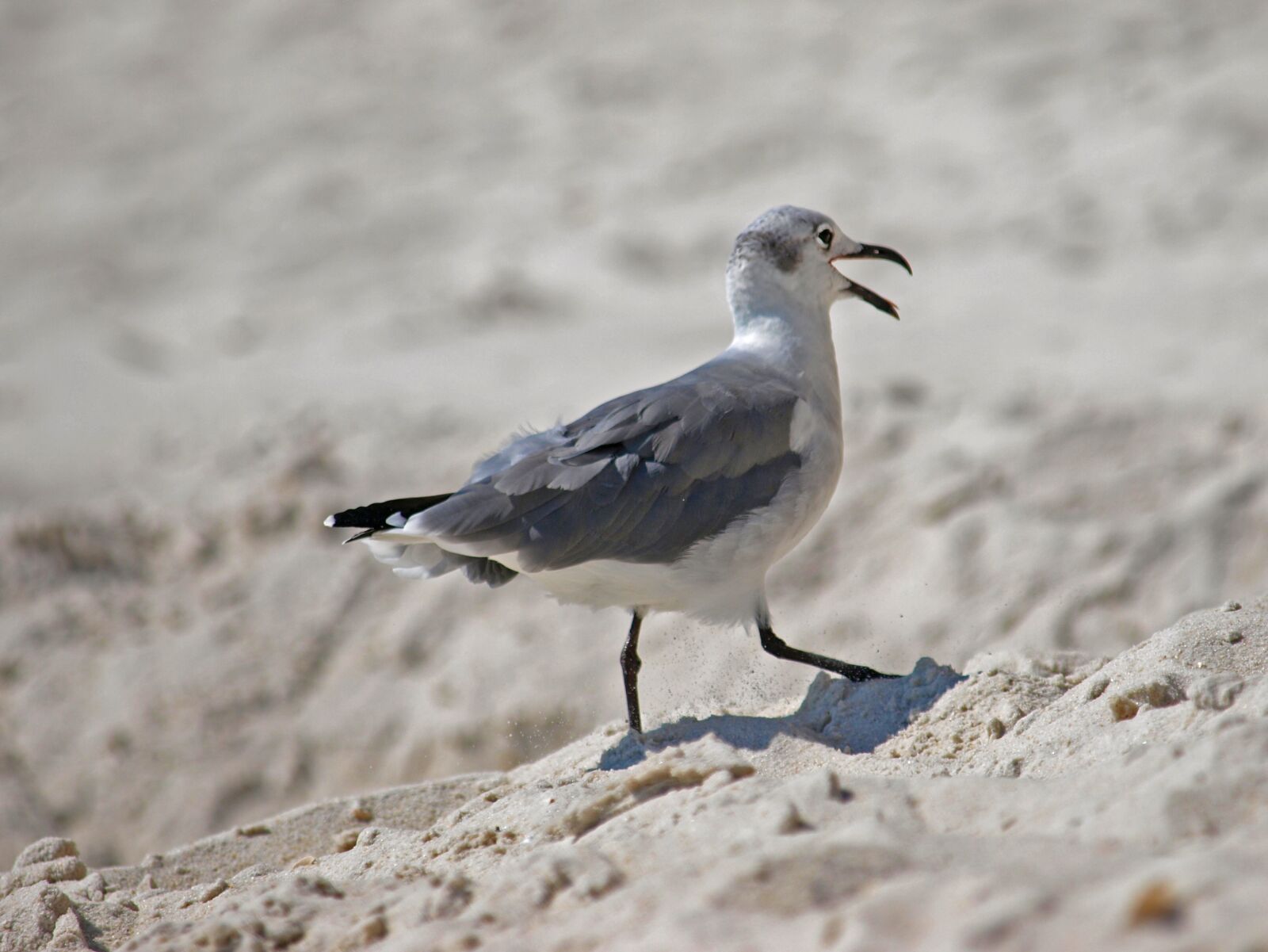Olympus E-3 sample photo. Bird, wildlife, nature photography