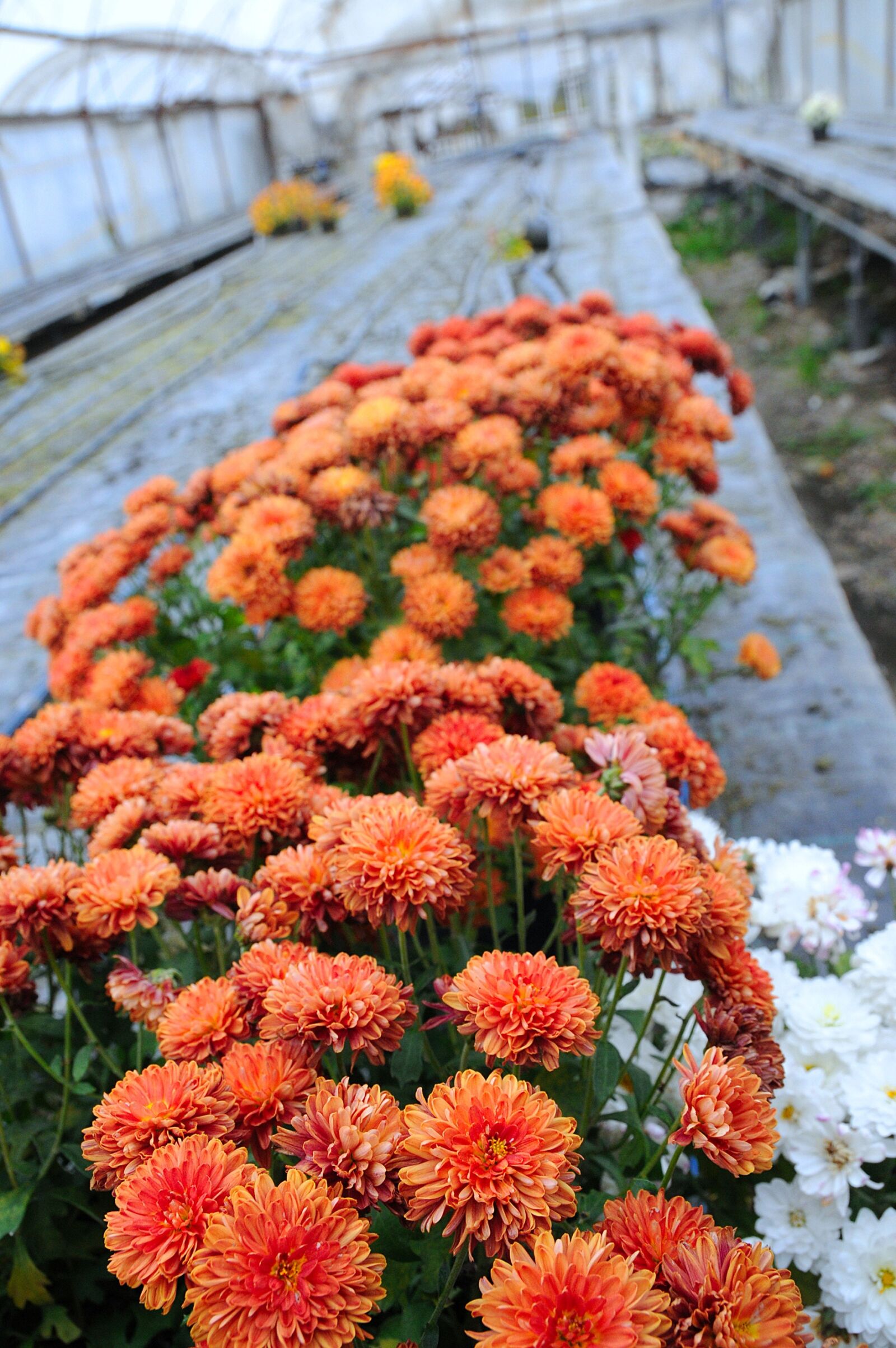 Nikon D3200 sample photo. Plants, flowers, summer flowers photography