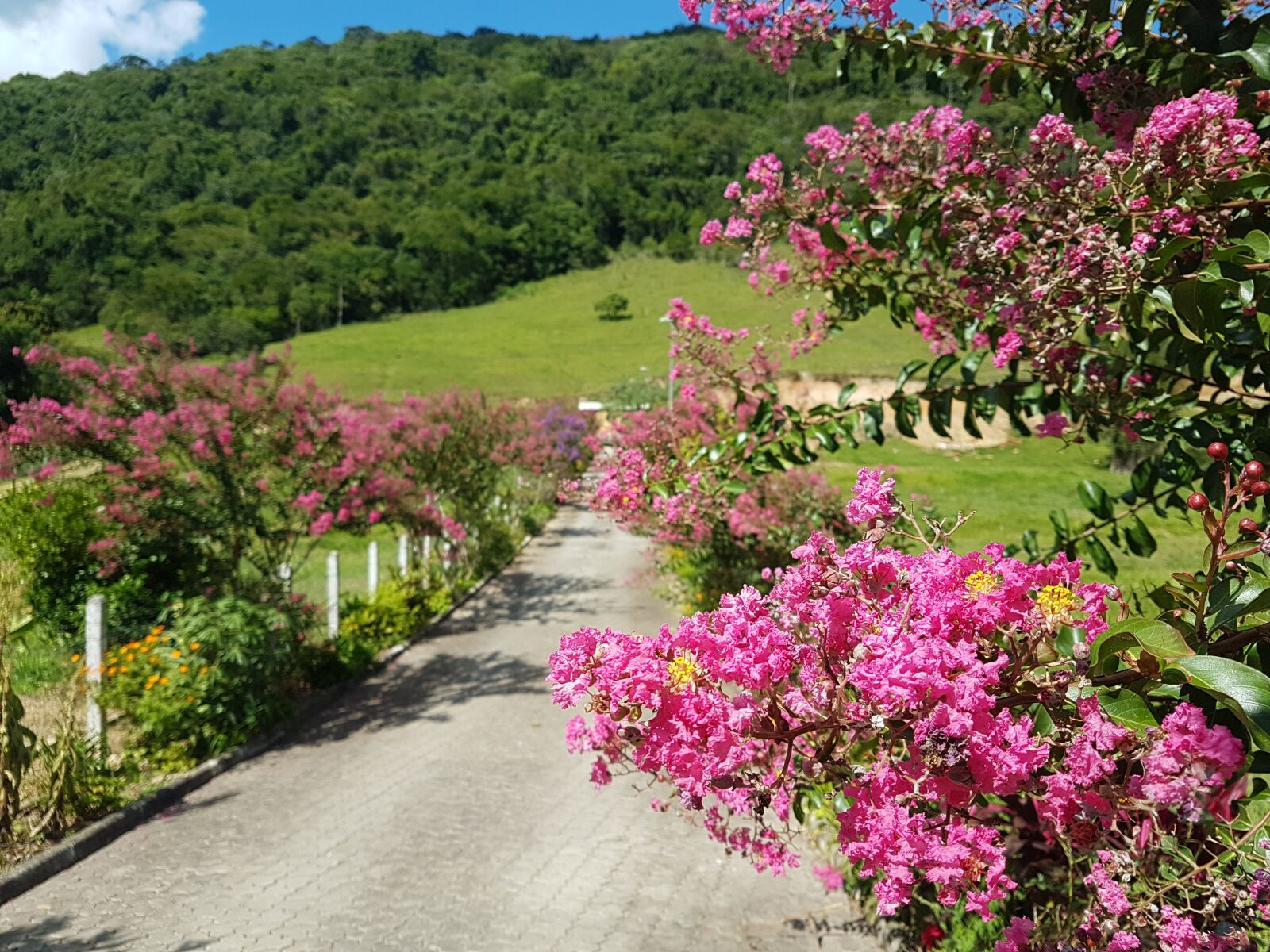 Samsung Galaxy S7 Edge sample photo. Flowers, path, road photography