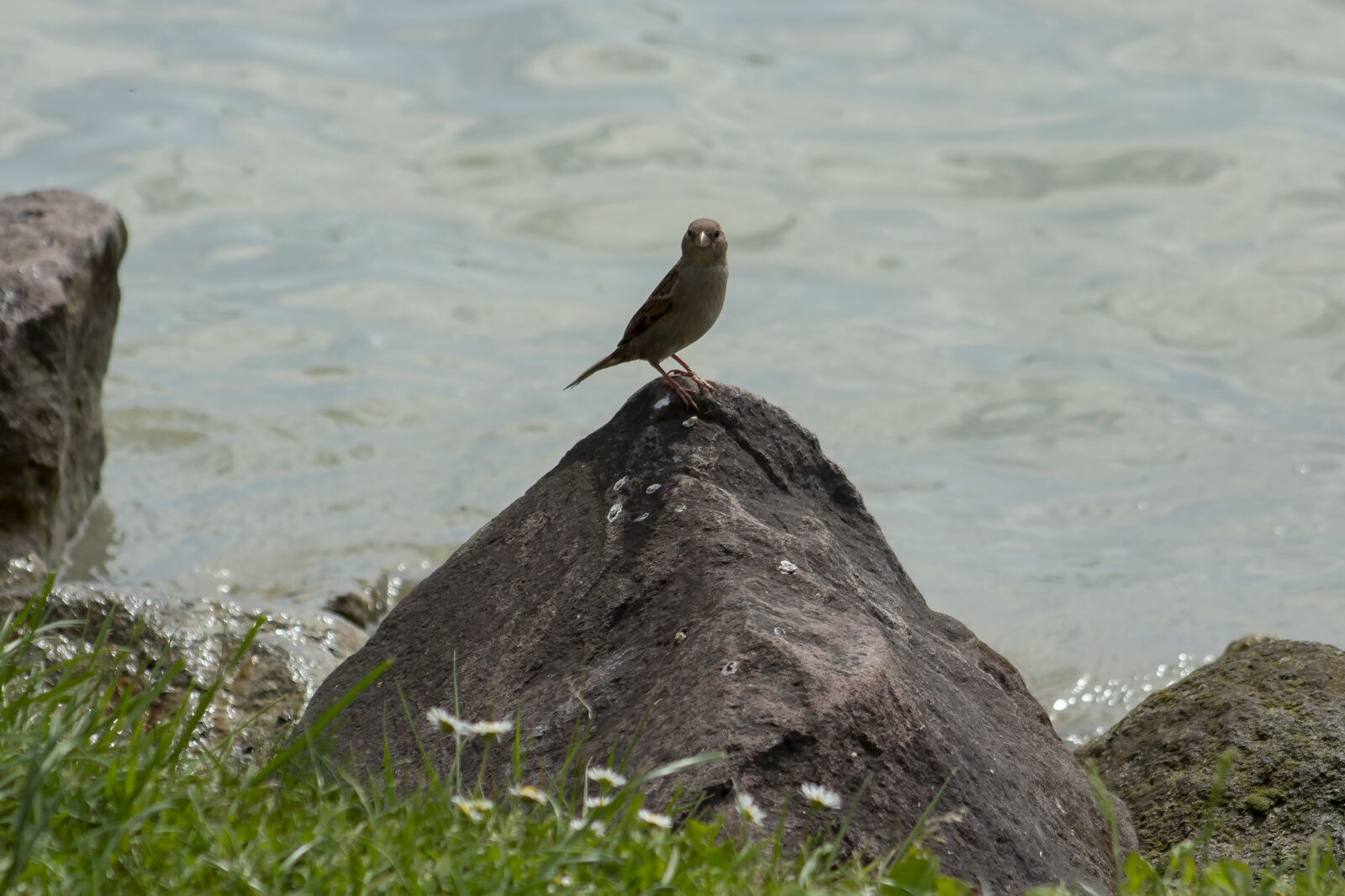 Canon EF75-300mm f/4-5.6 sample photo. Sparrow, bird, branch photography