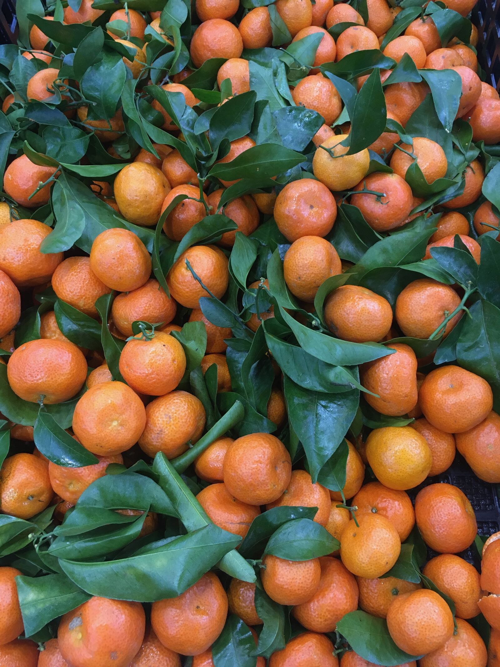 Apple iPhone 6s sample photo. Oranges, fruits, fresh photography