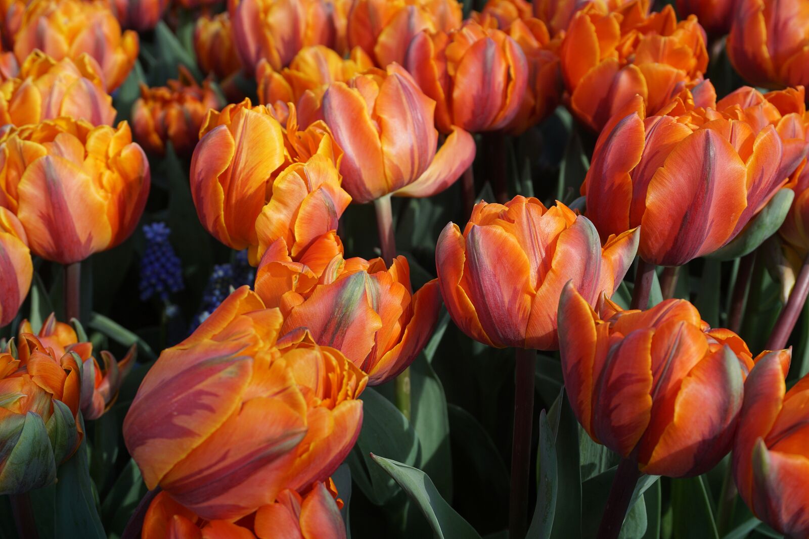 Sony a5100 sample photo. Tulips, holland, field of photography